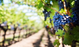 A Guagnano si torna a far festa: il 30 e il 31 luglio c&rsquo;&egrave; la 40&deg; Sagra dell&rsquo;Uva Cardinal e del Vino