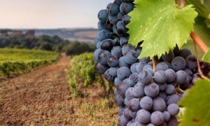 "Premio Terre del Negroamaro", connubio tra cultura e spettacolo per la ripresa economica e sociale del territorio